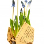 Set Martisor Planta Muscari + Brosa "Traditional"