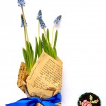 Set  Martisor Planta Muscari + Brosa cusuta manual "Etno"